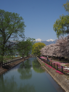 春の拾ケ堰