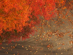 MOMIJI