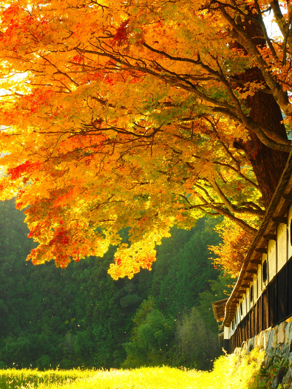 安曇野　山口家　紅葉