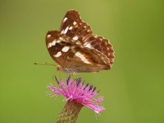 メスグロヒョウモン　♀