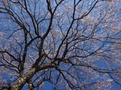 古川寺の桜