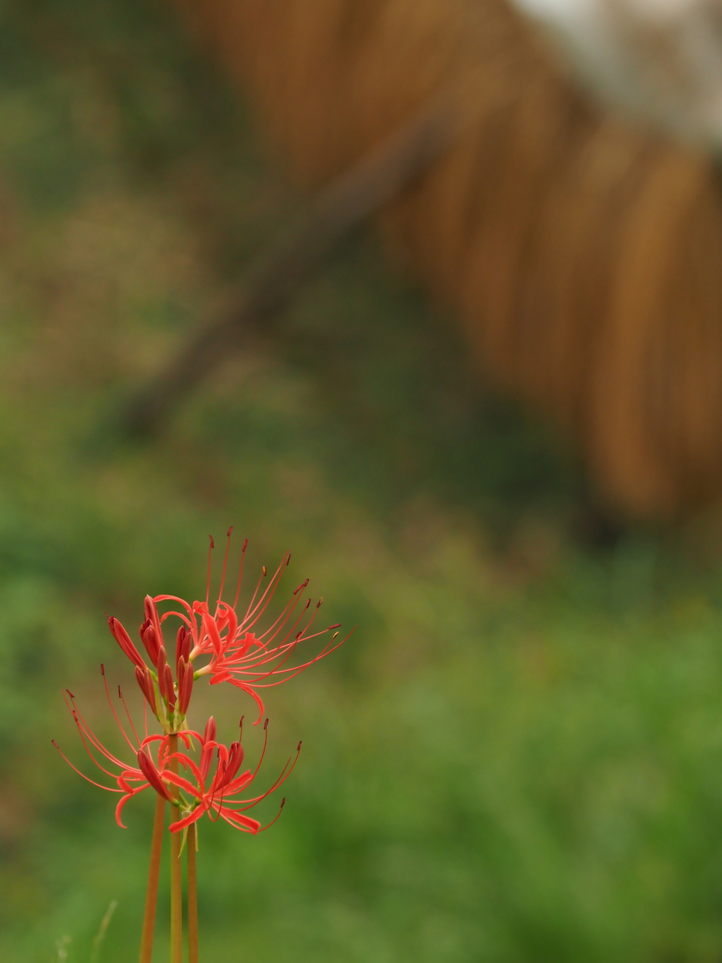 初秋　彼岸花