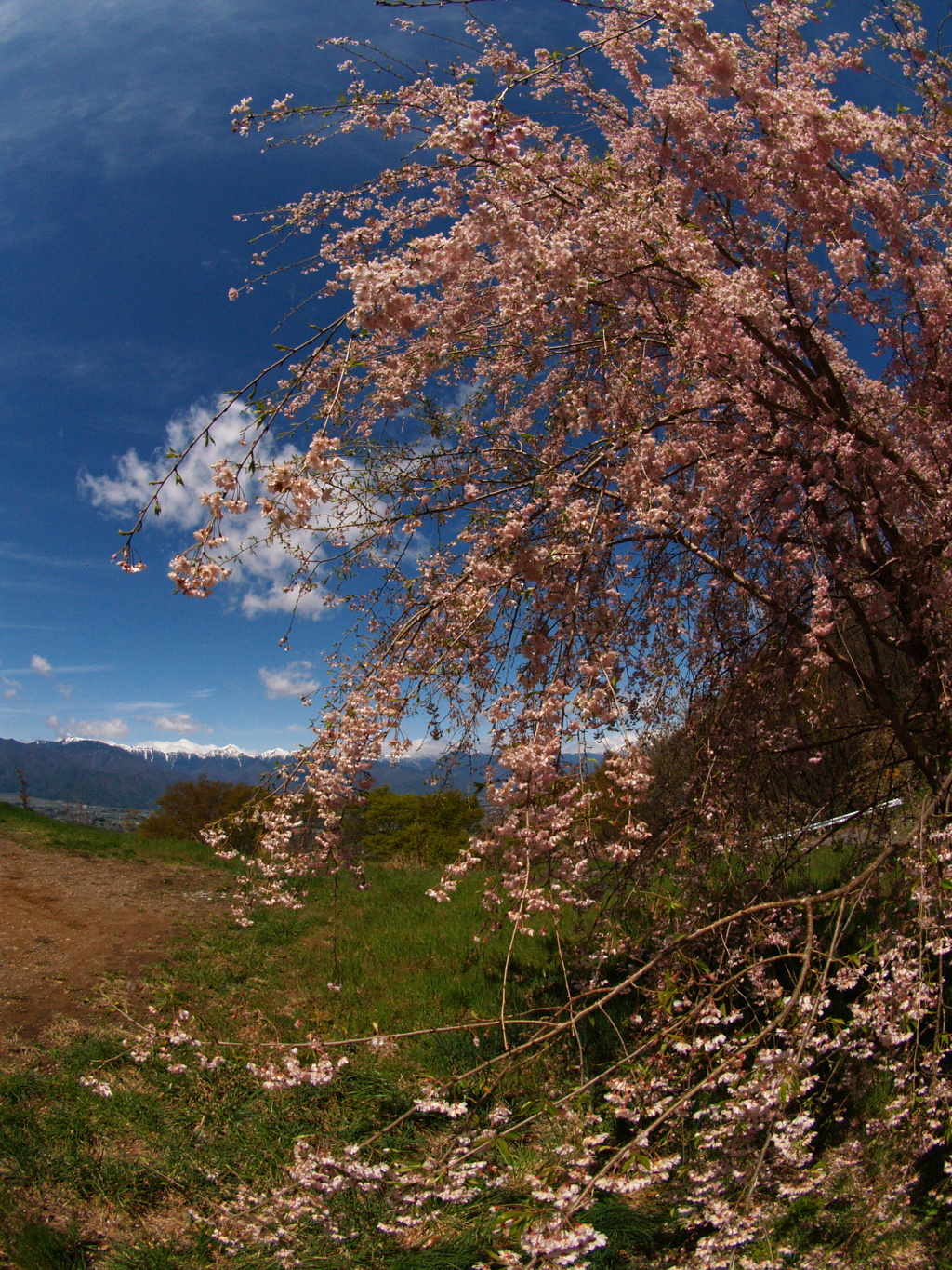 桜と北アルプス
