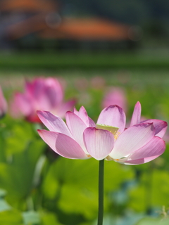 Lotus Flower 3