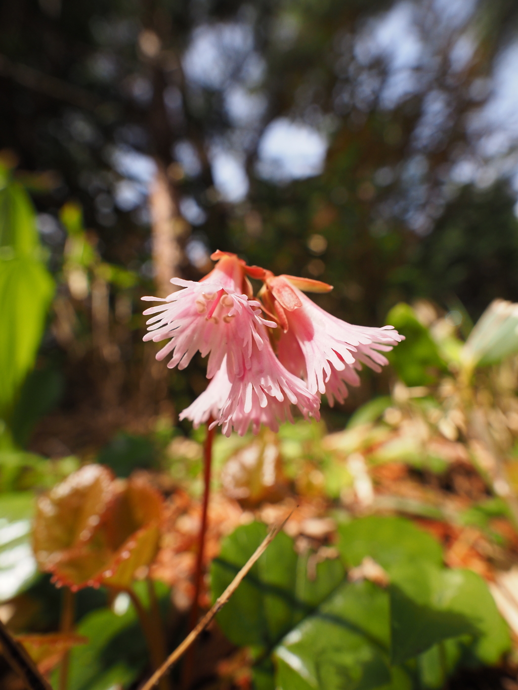 奥三界岳の植物　イワカガミ