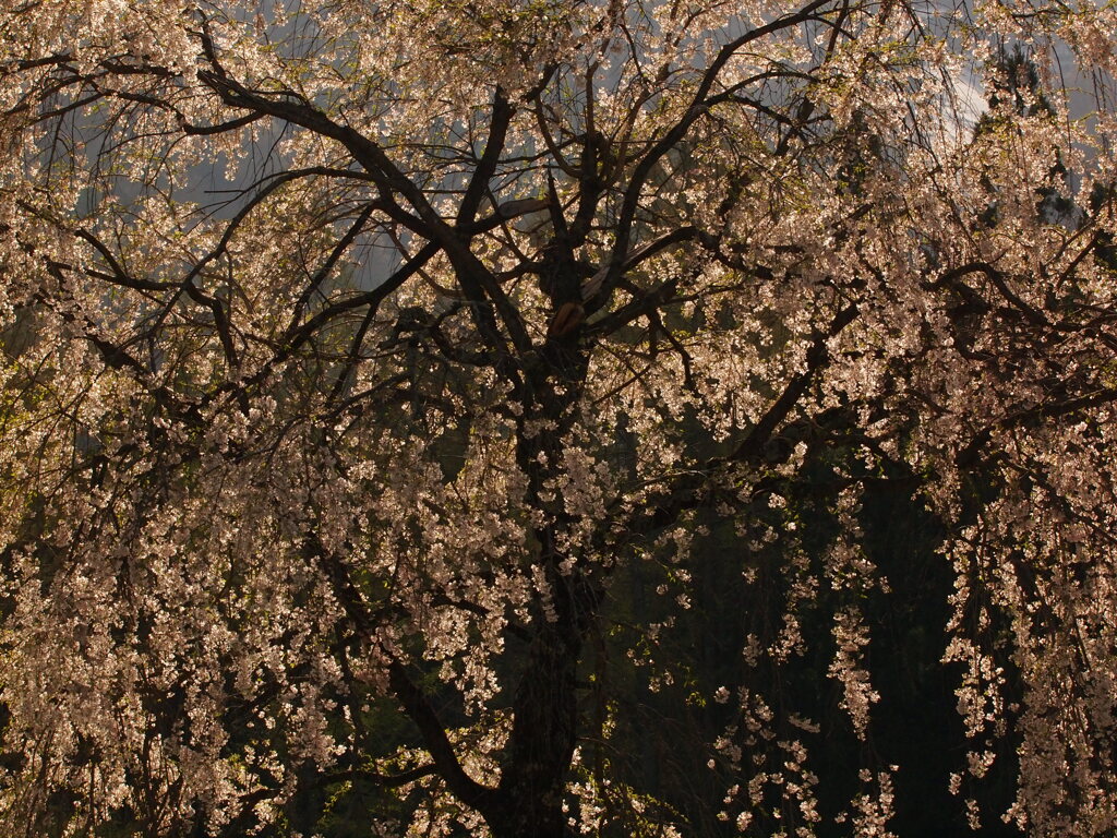 枝垂桜