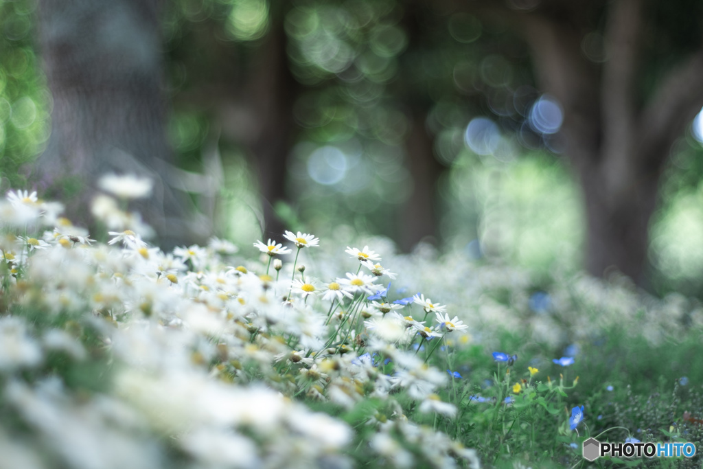 森の中で出会った花々