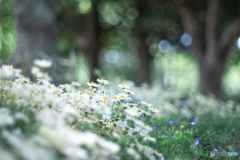 森の中で出会った花々