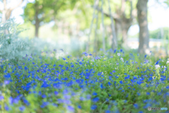 青の小花