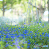 青の小花