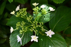 紫陽花