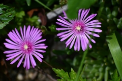華
