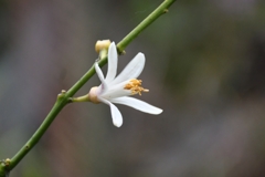 ミカンの花