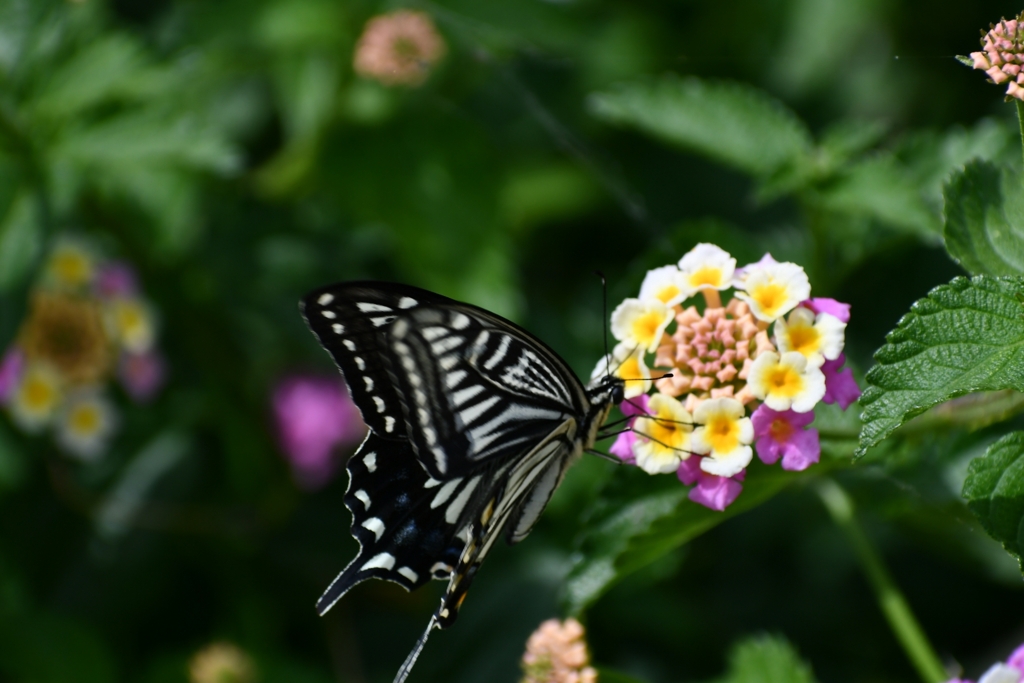 アゲハと花