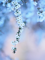 雪の花