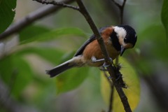 ご飯に夢中のヤマゲラさん
