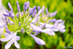紫の花