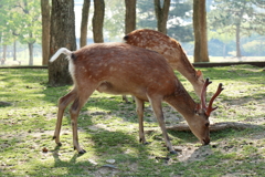 仲良く朝食