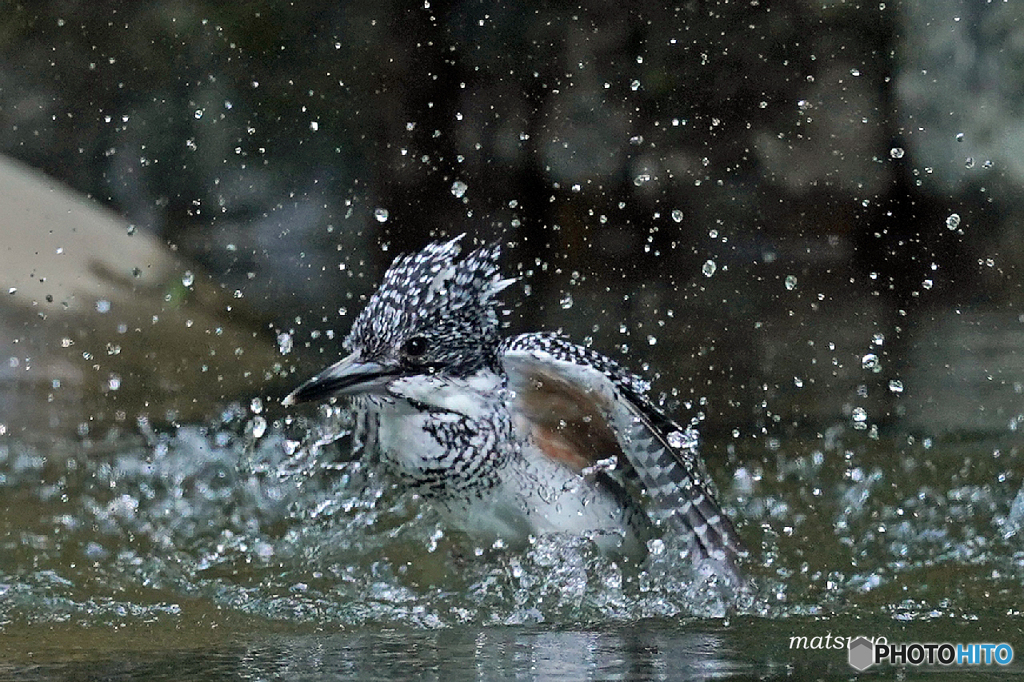 ヤマちゃん元気に水浴び
