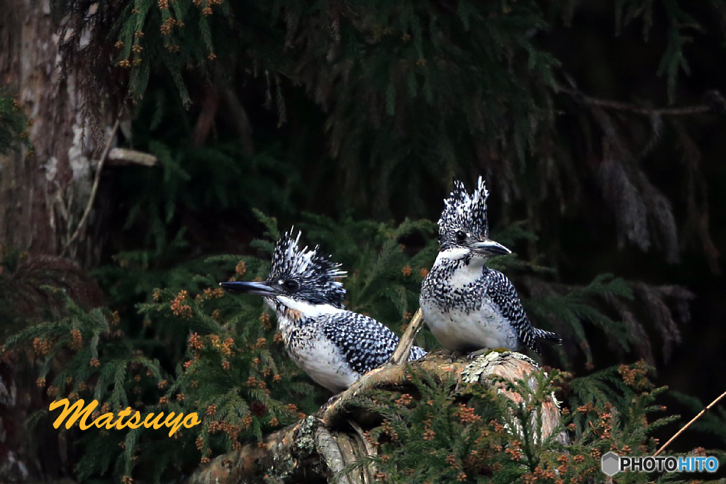 ヤマセミ　仲良く2羽
