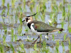 タゲリ（土豆鳥）