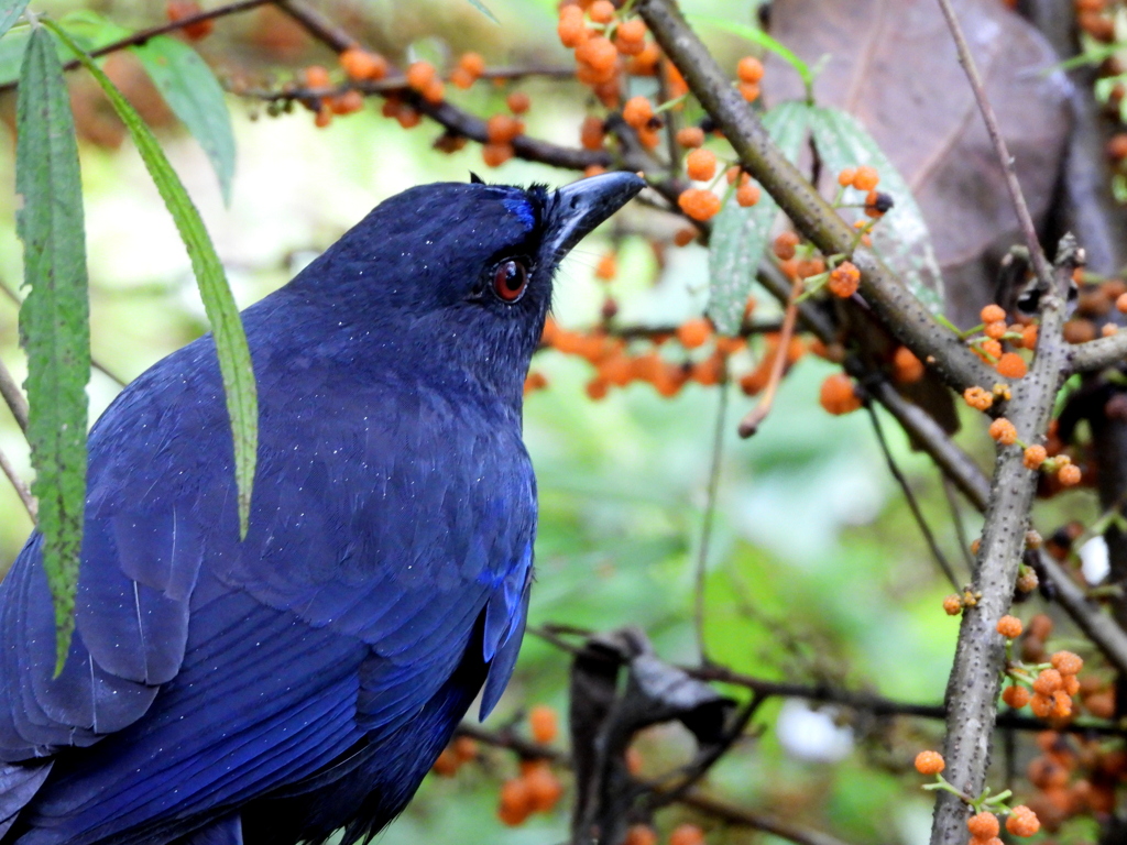 タイワンルリチョウ