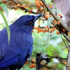 タイワンルリチョウ