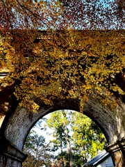 水路閣と枝垂れ紅葉