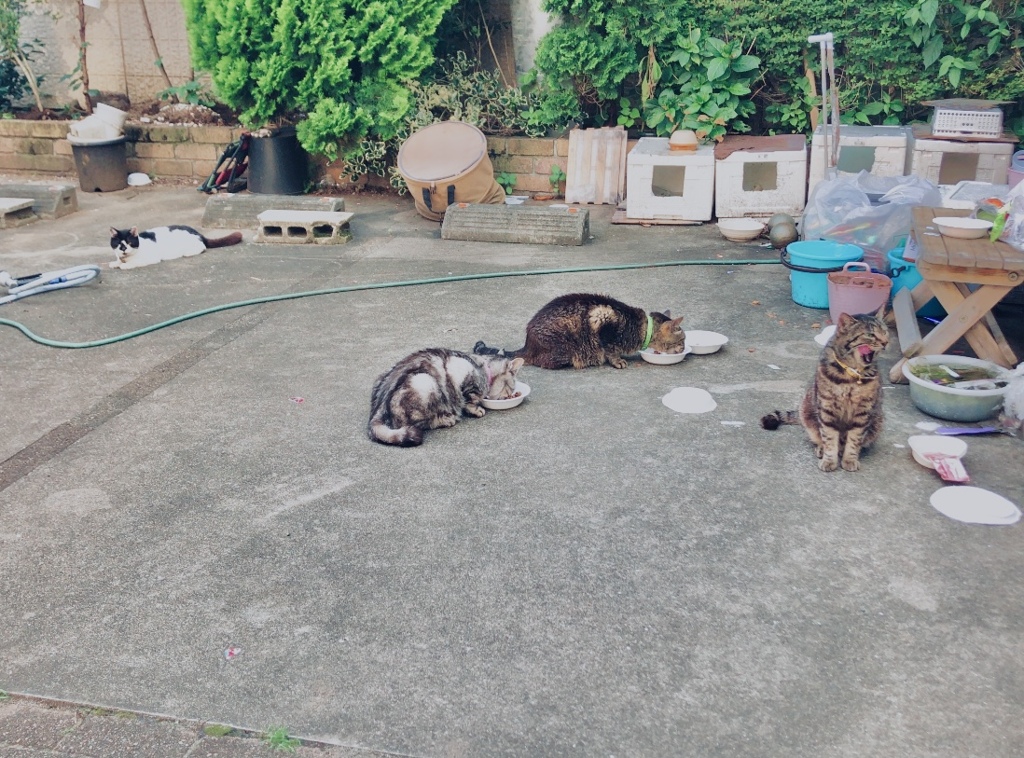 ごはんですの