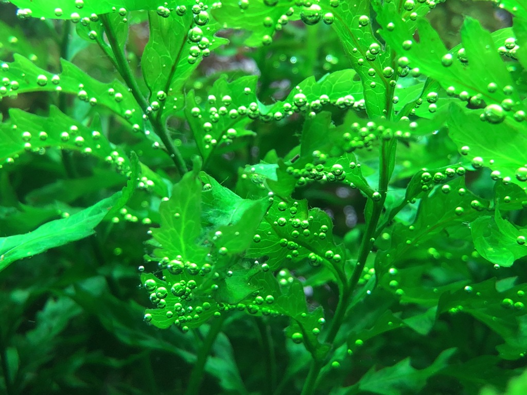 酸素
