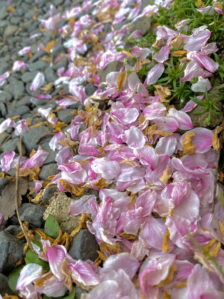 花弁舞い散る記憶舞い戻る