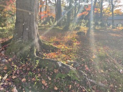 紅葉樹と光