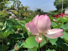 真夏の蓮