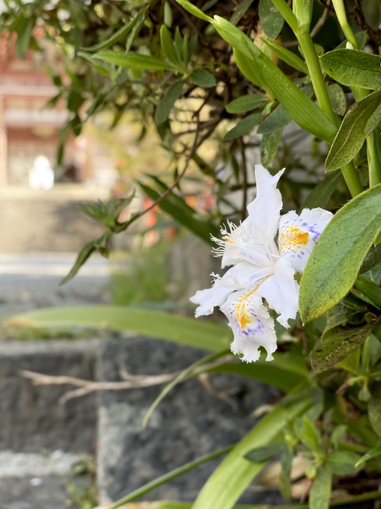 鞍馬寺と胡蝶花