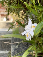 鞍馬寺と胡蝶花