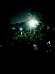霧の井の頭公園