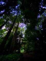 井の頭公園