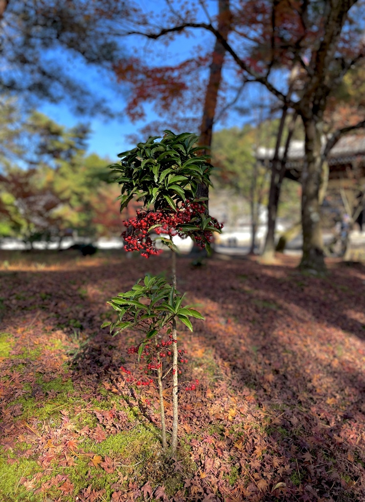 幾多の紅葉より一本の万両