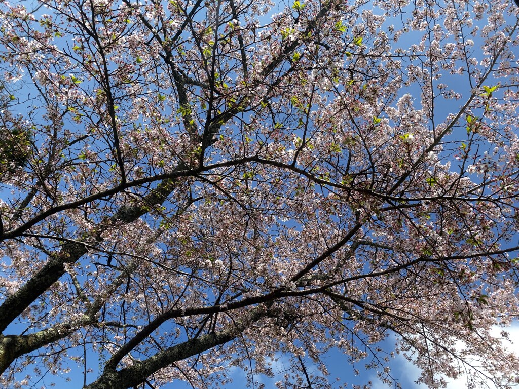 鞍馬ゴッホ