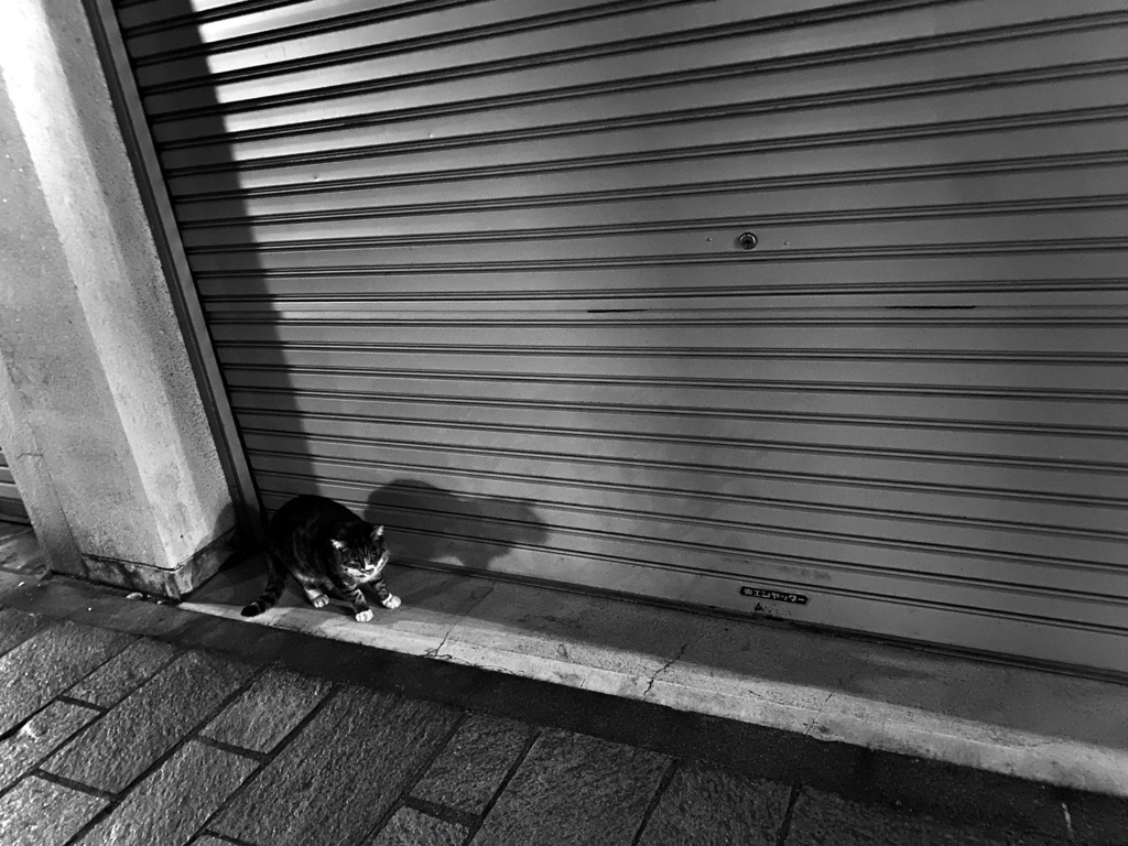 松本キャット