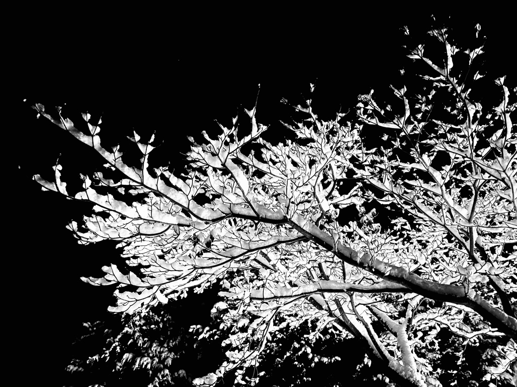 雪