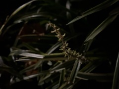 早稲田