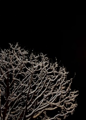 雪