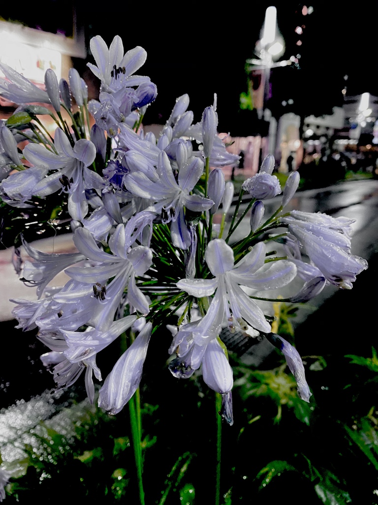 袋の華