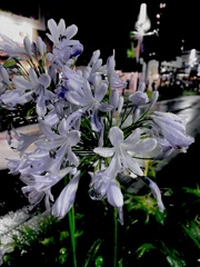 袋の華