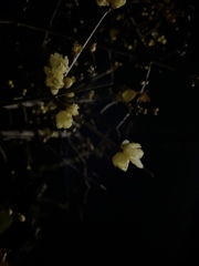 夜咲