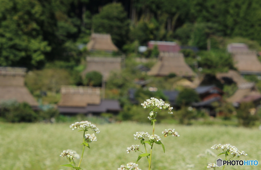 蕎麦の花咲くかやぶき集落