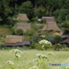 蕎麦の花咲くかやぶき集落