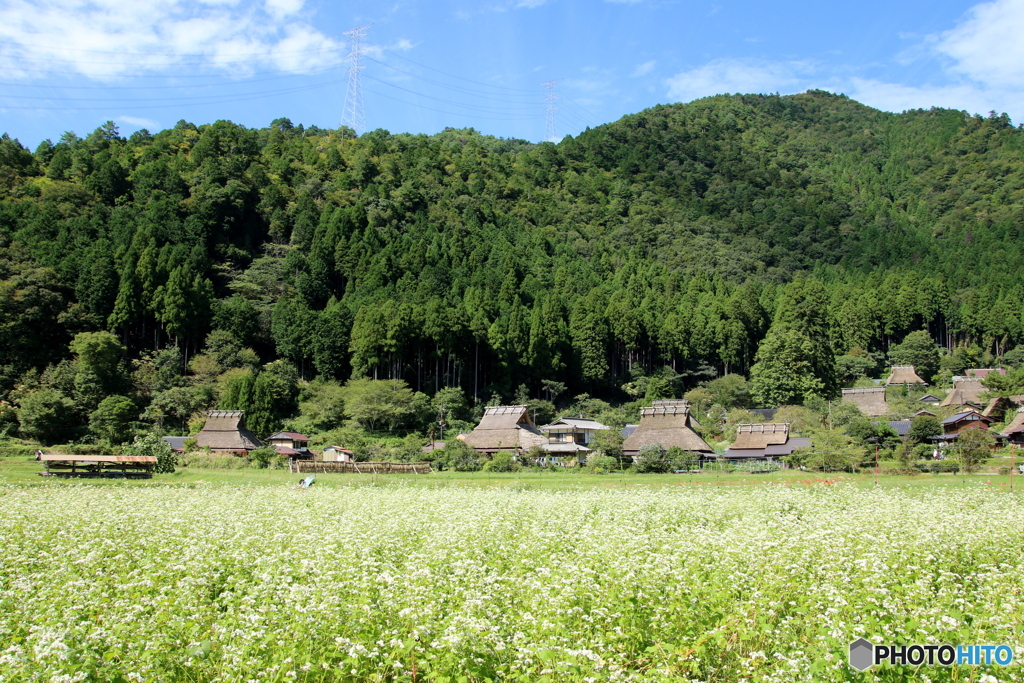 蕎麦の花咲くかやぶき集落