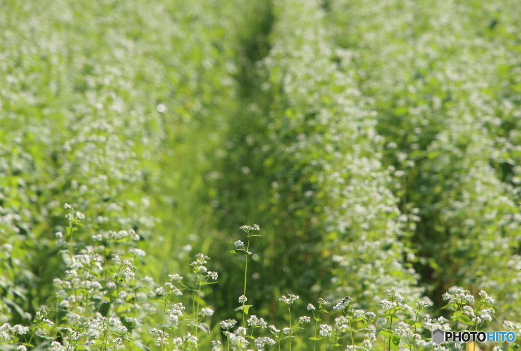 雨上りの蕎麦畑